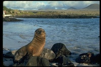 : Zalophus californianus ssp. galapagoensis; Galapagos Sea Lion