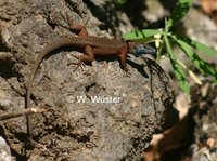 : Algyroides nigropunctatus; Dalmatian Algyroides