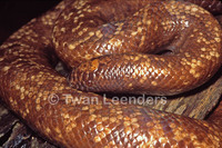 : Calabaria reinhardti