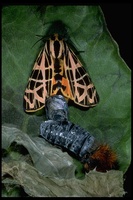 : Apantesis ornata; Ornate Tiger Moth