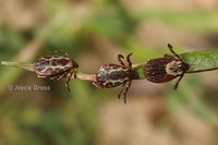 : Dermacentor variabilis; American Dog Tick