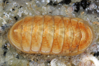 : Leptochiton rugatus; Dwarf Chiton