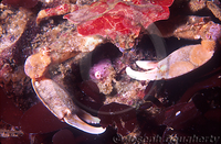 : Pugettia producta; Northern Kelp Crab