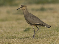 Sociable Lapwing