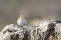 Short-toed Lark (Calandrella brachydactyla)