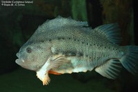 Stenbider (Cyclopterus lumpus) Foto/billede af