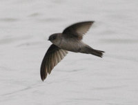 Himalayan Swiftlet » Collocalia brevirostris