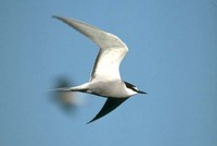 Aleutian Tern  Sterna aleutica