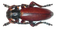 Dorcadion fulvum fulvum