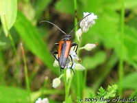 Stenurella melanura