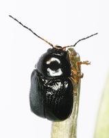 Cryptocephalus flavipes