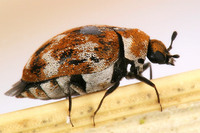 Anthrenus verbasci