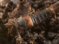 Dinarda dentata