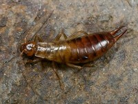 Chelidura acanthopygia