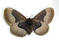 Brahmaea tancrei