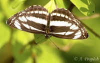 Neptis sappho - Common Glider