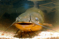 Ameiurus melas, Black bullhead: fisheries, aquaculture, gamefish