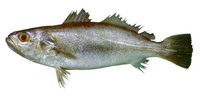 Cynoscion jamaicensis, Jamaica weakfish: fisheries, gamefish