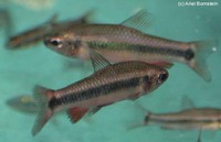 Neolebias ansorgii, : aquarium
