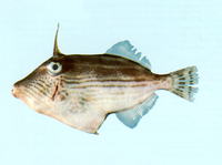 Thamnaconus striatus, Many-lined leatherjacket: