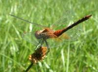 Sympetrum flaveolum - Yellow-winged Darter