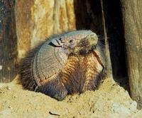 Image of: Chaetophractus villosus (large hairy armadillo)