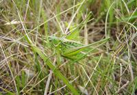 Gampsocleis glabra