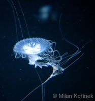 Sanderia malayensis