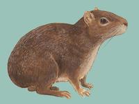 Image of: Kerodon rupestris (rock cavy)