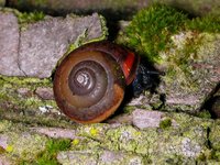 Monachoides incarnatus