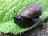 Succinea putris - European ambersnail