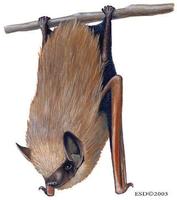 Image of: Pipistrellus subflavus (eastern pipistrelle)