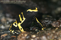 Dendrobates leucomelas - Yellow-banded Dart Frog