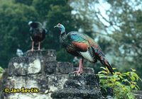 Meleagris ocellata - Ocellated Turkey