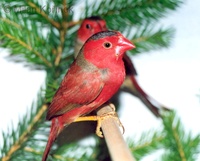 Neochmia phaeton - Crimson Finch