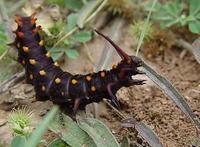 Image of: Battus philenor (pipevine swallowtail)