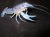 Image of: Orconectes immunis (calico crayfish)