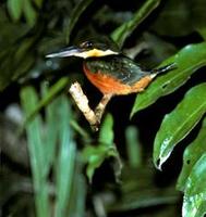 Image of: Chloroceryle americana (green kingfisher)