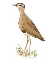 Image of: Cursorius rufus (Burchell's courser)