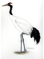 Image of: Grus japonensis (red-crowned crane)