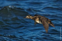 Image of: Melanitta perspicillata (surf scoter)