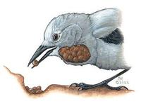 Image of: Nucifraga columbiana (Clark's nutcracker)