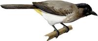 Image of: Pycnonotus barbatus (common bulbul)