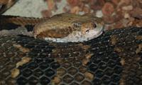 Image of: Crotalus horridus (timber rattlesnake)