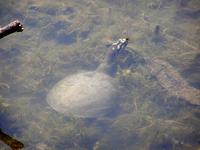 Lissemys punctata - Indian Soft-shelled Turtle