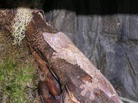 Uroplatus henkeli