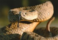 Photo: A coiled prairie rattlesnake