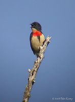 Blood-breasted Flowerpecker - Dicaeum sanguinolentum