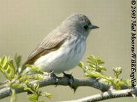 Grey-streaked Flycatcher - Muscicapa griseisticta