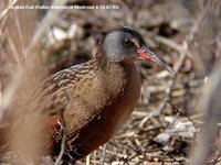 Virginia Rail - Rallus limicola